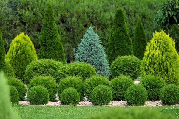 Bush Shaping Service in Mooresville
