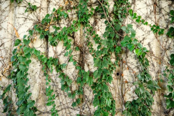 Vine Removal Service in Mooresville