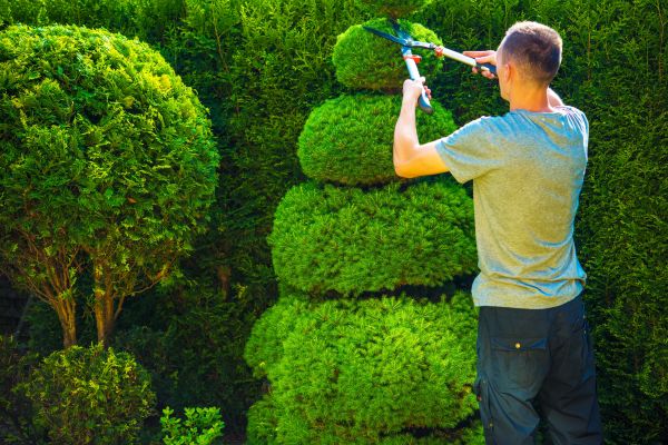 Topiary Shaping in Mooresville
