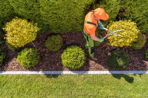Topiary Trimming in Mooresville