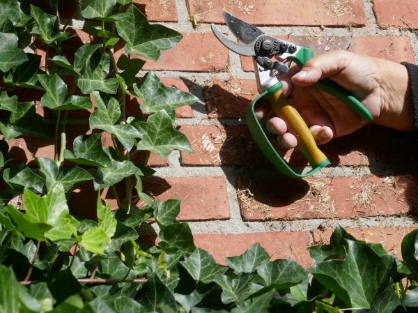 Ivy Removal Service in Mooresville