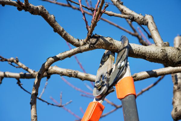 Selective Pruning in Mooresville