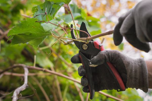 Vine Pruning