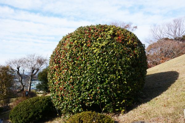 Holly Trimming in Mooresville