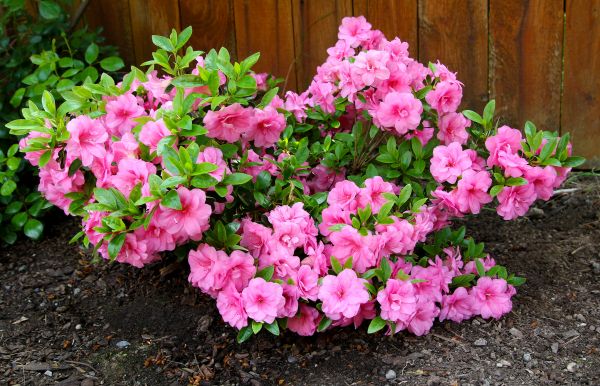 Azaleas Removal in Mooresville