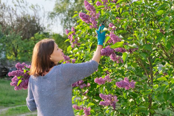 Lilac Pruning