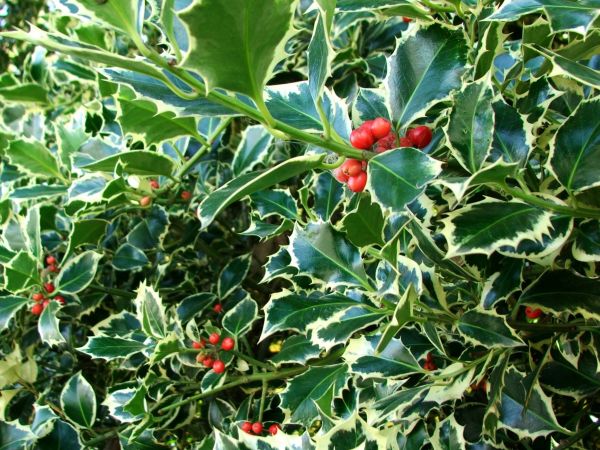 Holly Bushes Trimming in Mooresville