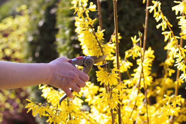 Forsythia Pruning in Mooresville