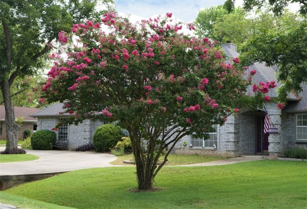 Crepe Myrtle Trimming in Mooresville