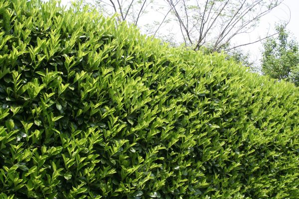 Laurel Shrub Removal in Mooresville