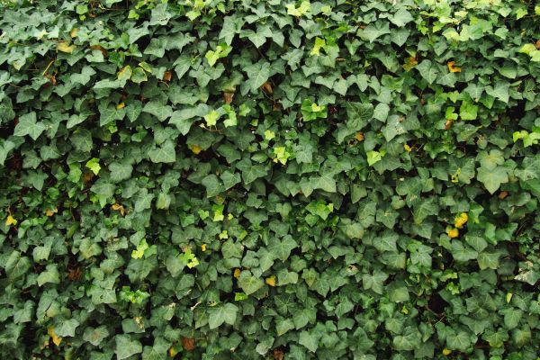 Ivy Pruning service in Mooresville