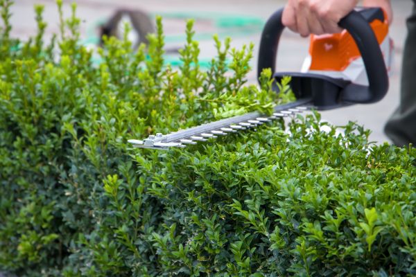 Evergreen Hedge Trimming in Mooresville