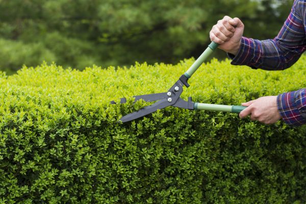 Evergreen Shrub Pruning in Mooresville