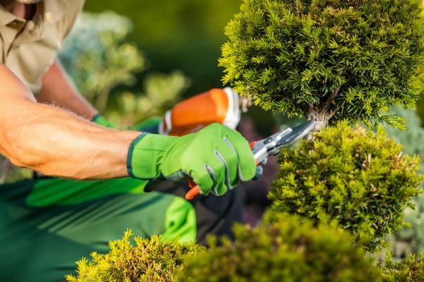 Landscape Pruning Service in Mooresville