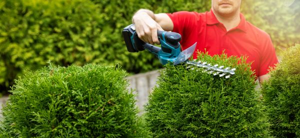 Hedge Shaping Service in Mooresville