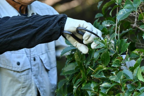 Holly Pruning in Mooresville