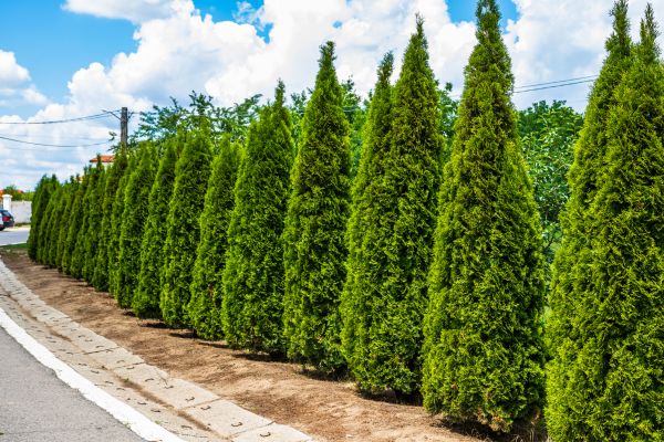 Arborvitae Shearing in Mooresville