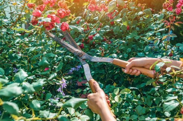 Knockout Roses Pruning in Mooresville