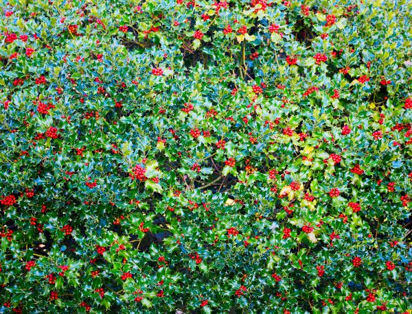 Holly Bush Removal in Mooresville