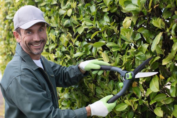 Laurel Hedge Cutting
