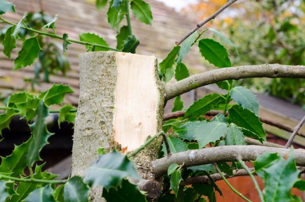 Holly Tree Removal in Mooresville
