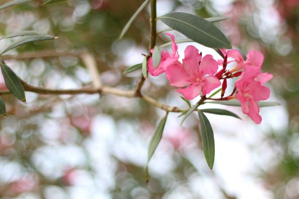 Oleander Removal in Mooresville
