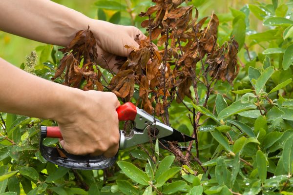 Honeysuckle Pruning
