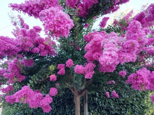 Crape Myrtle Pruning in Mooresville