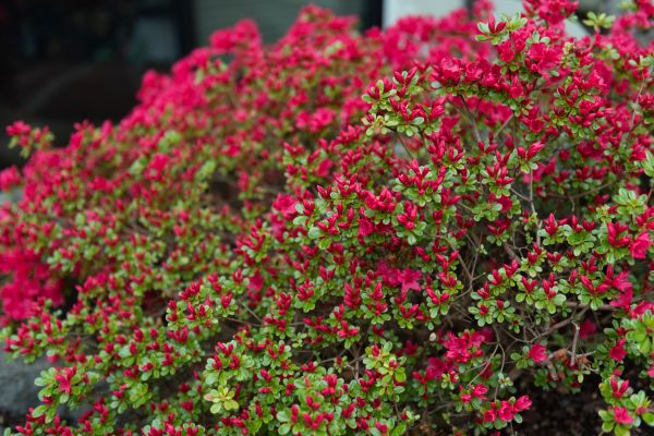 Weigela Removal Service in Mooresville
