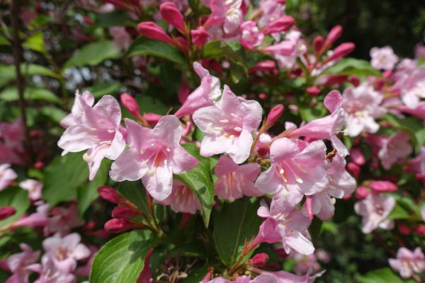 Weigela Pruning Service in Mooresville
