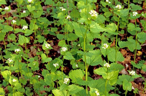 Garlic Mustard Removal in Mooresville