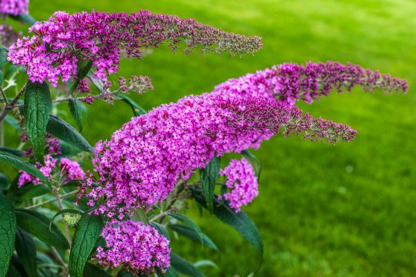 Butterfly Bush Removal in Mooresville