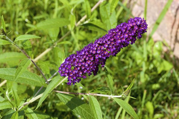 Butterfly Bush Pruning in Mooresville