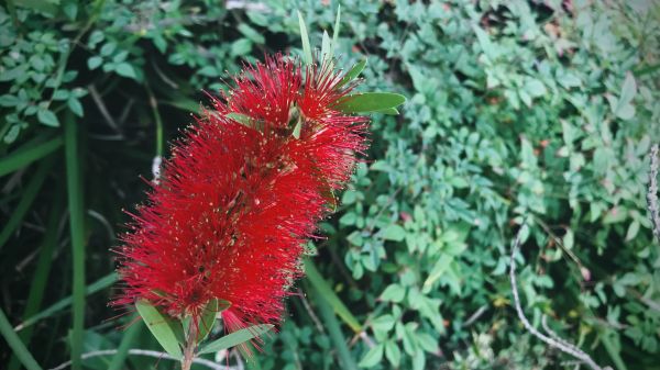 Bottlebrush Pruning in Mooresville