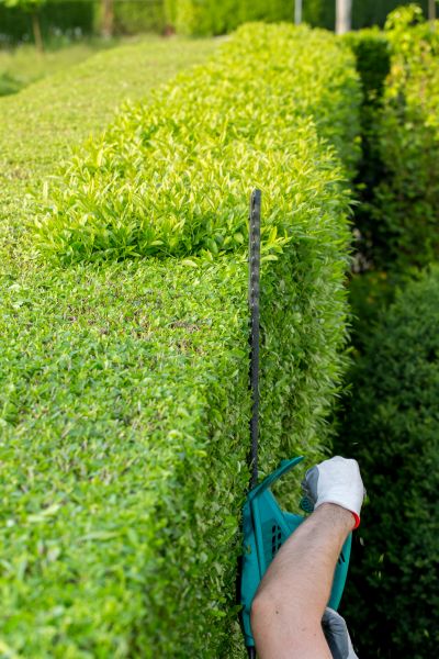 Hedge Trimming in Mooresville