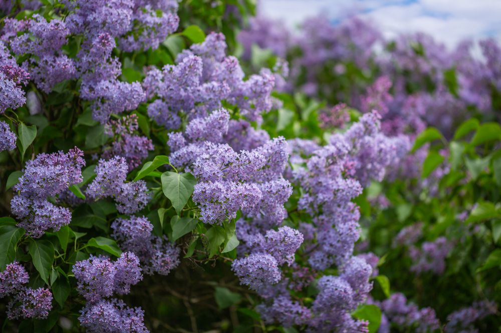 Lilac Bush Trimming