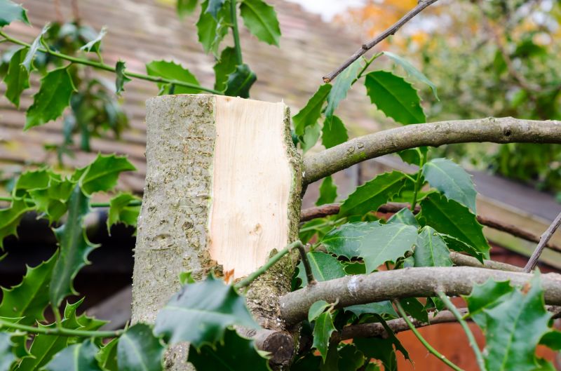 Holly Pruning