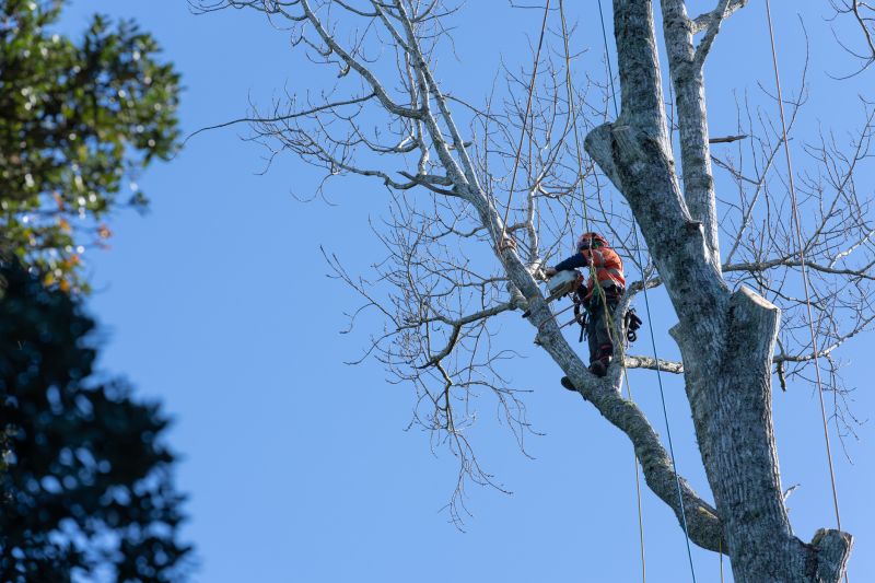Professional Arborists